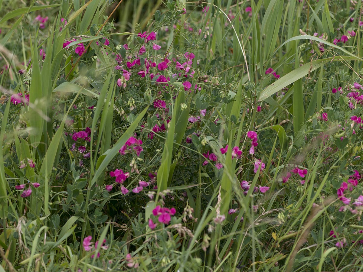 Lathyrus tuberosus